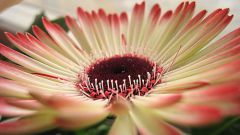 How to water a gerbera