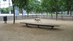 How to equip a Playground for dogs