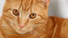 How to treat liver in cats