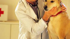 How to treat joints in dogs