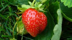 How to grow wild strawberries