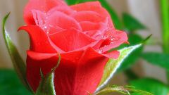 How to sprout cuttings of roses
