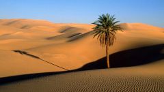 Как спастись в пустыне