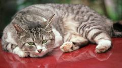 How to treat poisoning in the cat