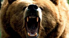 Как отпугнуть медведя