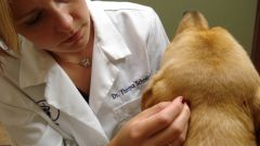 How to treat fungus in dogs