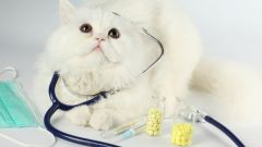 Стерилизация кошки. Как ухаживать за прооперированным животным