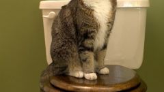 How to teach a kitten to go to the toilet