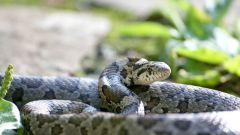 Как защитить себя от укуса змеи