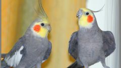 How to choose a parrot Corella