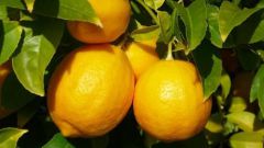 Как формировать лимон