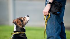 How to teach an adult dog commands
