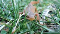 How to distinguish sex of newts