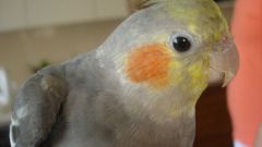 Как научить говорить попугая-кореллу