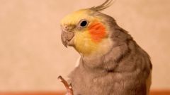 Каким способом определить возраст попугая корелла