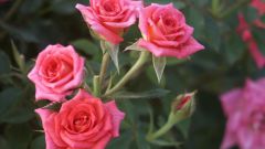 Как пересадить декоративную розу