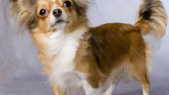 How to teach a Chihuahua commands