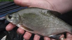 How to catch bream from the boat