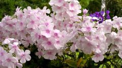 How to grow perennial Phlox from seed