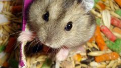 How to distinguish gender Djungarian hamster