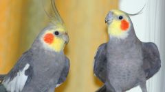 Как научить попугая Нимфу разговаривать