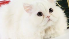 Как мыть персидскую кошку