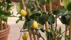 Как вырастить лимон из черенка