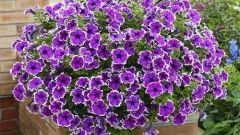 How to grow a Petunia hanging plant