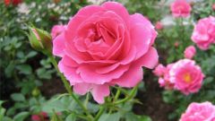 How to grow roses in Siberia