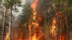 Как избежать лесного пожара