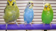 How to determine a young parrot or not
