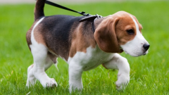 How to teach your dog to walk on a leash