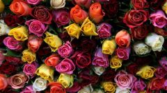 How to determine the freshness of roses