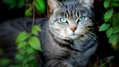 Как избавиться от ушного клеща у кошек