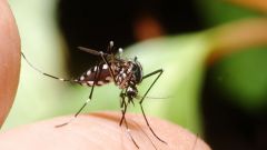 How to treat mosquito bites