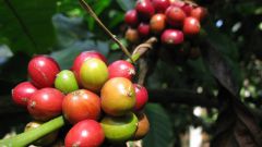 Как вырастить кофейное дерево