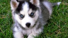 How to name a husky puppy