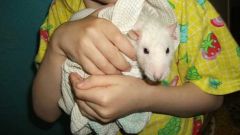 How to bathe pet rats