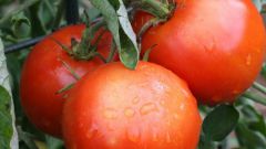 Как выращивать томаты-гиганты