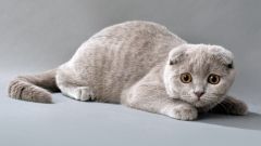 How to knit a Scottish fold cats