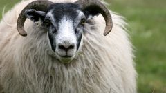 Как мыть овечью шерсть