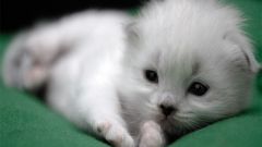 Как назвать белого котенка - мальчика