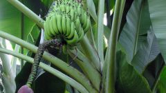 Как вырастить банановую пальму