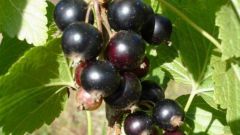 How to grow black currant