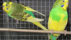 Как определить возраст волнистого попугайчика