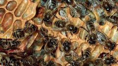 How to store Royal jelly