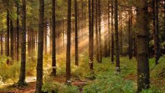 Как восстановить лес