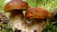 Как найти  в лесу грибы