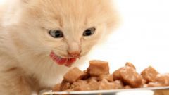 How to feed a kitten