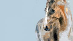 Как нарисовать лошадь карандашом поэтапно